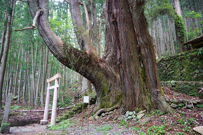 甲明神社の大杉