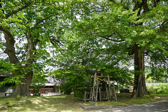 三船神社古宮のケヤキ・ムクノキ