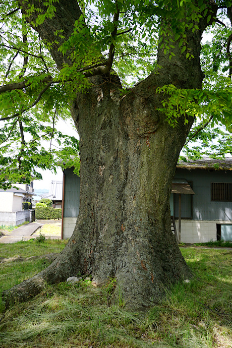 三船神社古宮のケヤキ