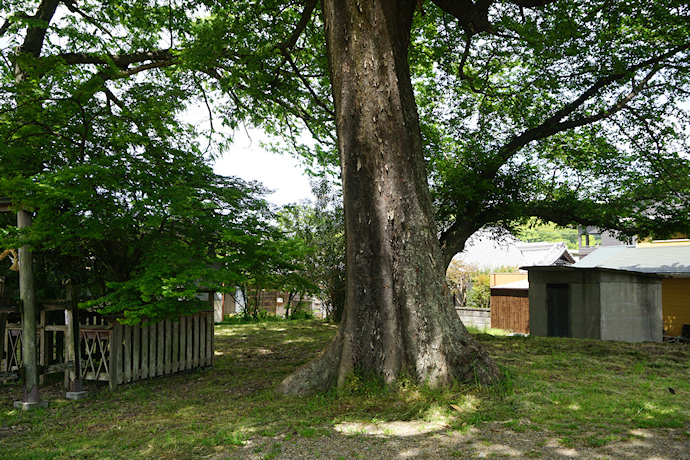 三船神社古宮のムクノキ