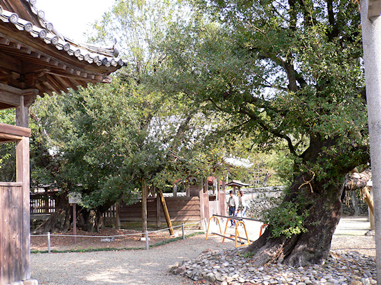 御崎神社のウバメガシ2樹