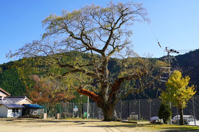 中山路小学校のセンダン