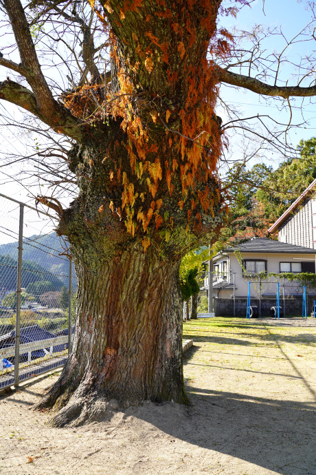 中山路小学校のセンダン