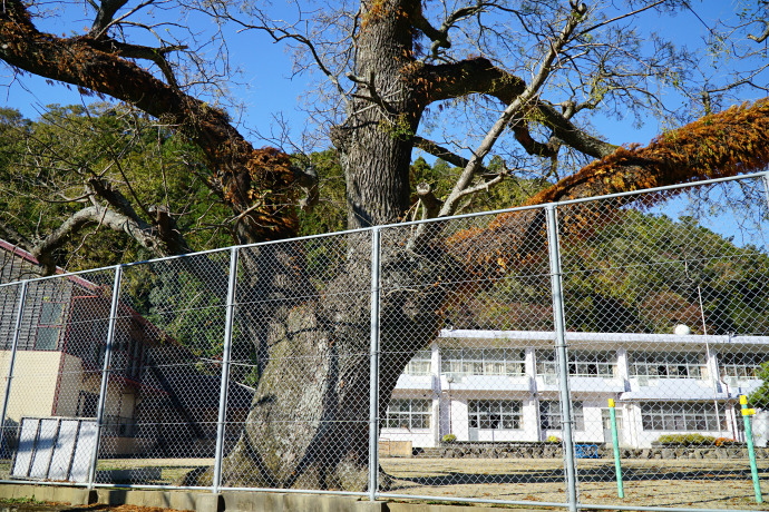 中山路小学校のセンダン