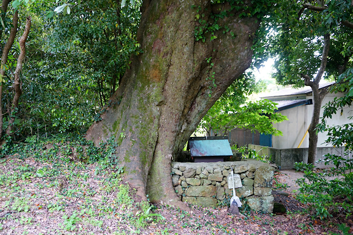 夏山のムクノキ