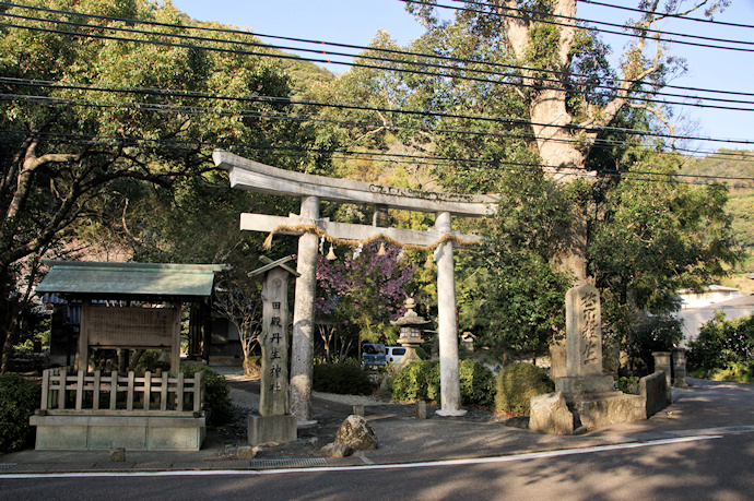 田殿丹生神社のイチイガシ