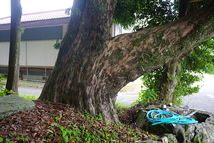 二河諏訪神社のイヌマキ