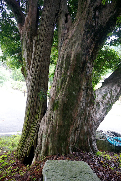 二河諏訪神社のイヌマキ