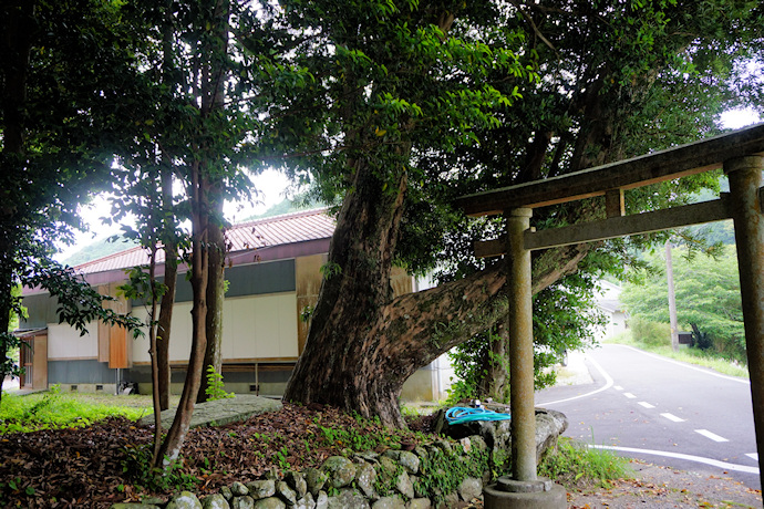 二河諏訪神社のイヌマキ