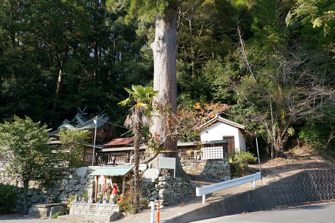 西野　丹生神社のスギ