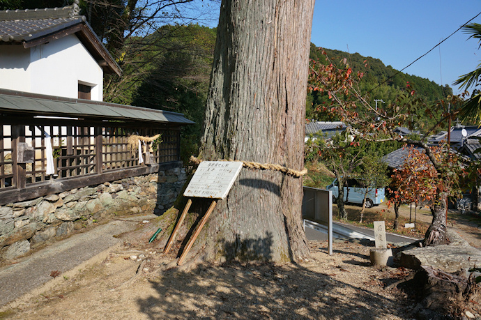 西野丹生神社のスギ