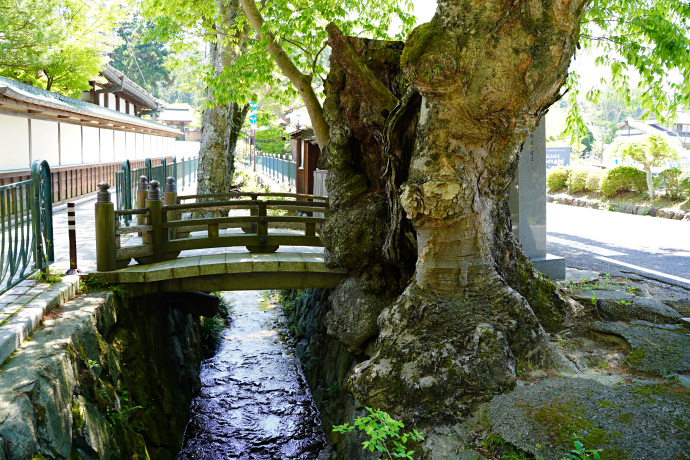 如意輪寺のケヤキ