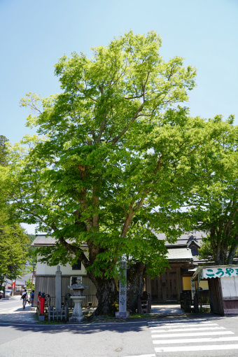 如意輪寺のケヤキ