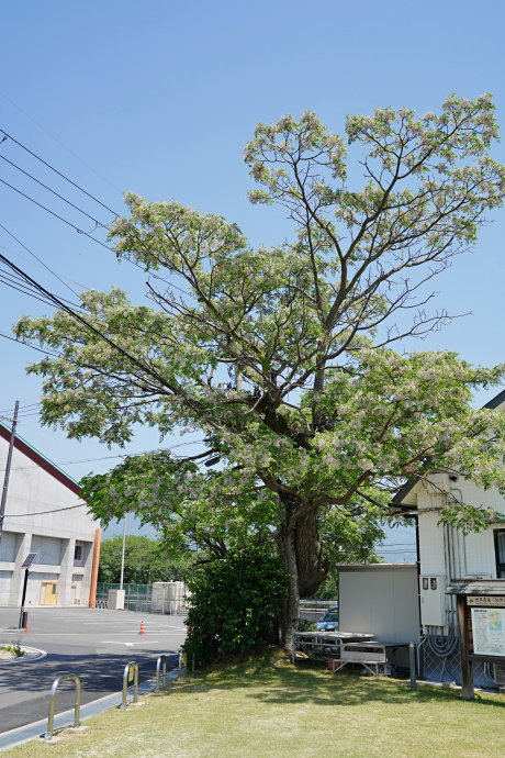 入郷のセンダン