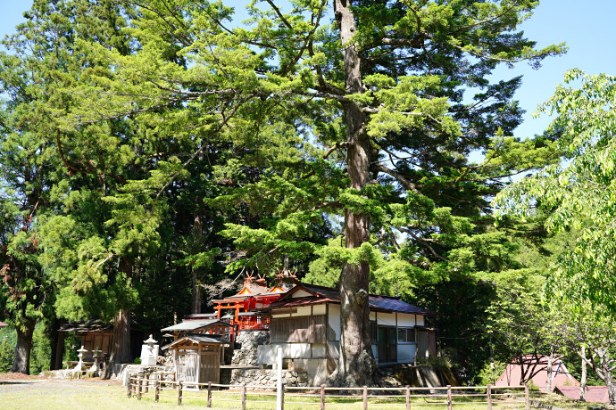 丹生神社のトガサワラ