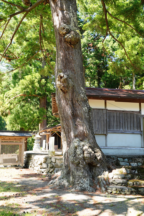 丹生神社のトガサワラ