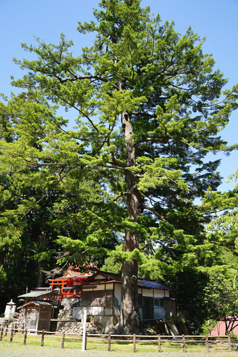 丹生神社のトガサワラ