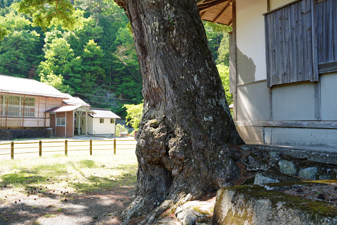 丹生神社のトガサワラ