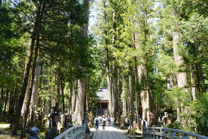 奥の院参道の大杉林