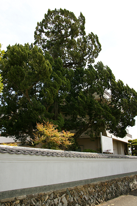 大井邸のイブキ