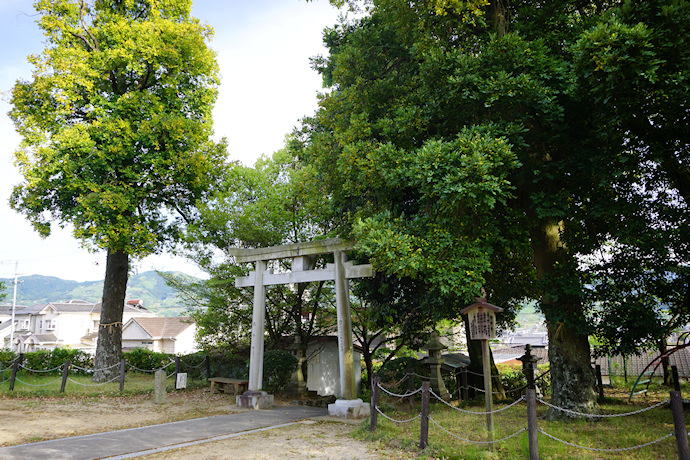 応其太神社のナギ