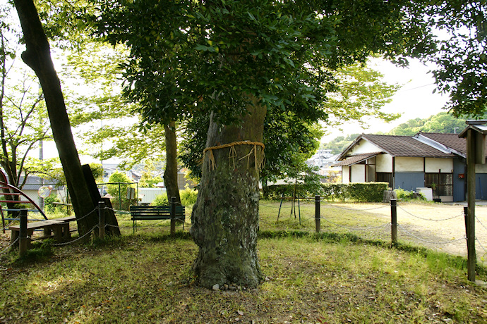 応其太神社のナギ