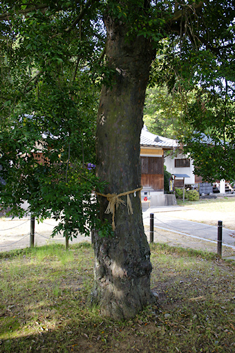 応其太神社のナギ