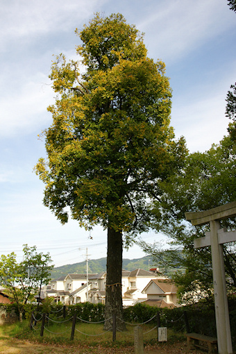 応其太神社のナギ