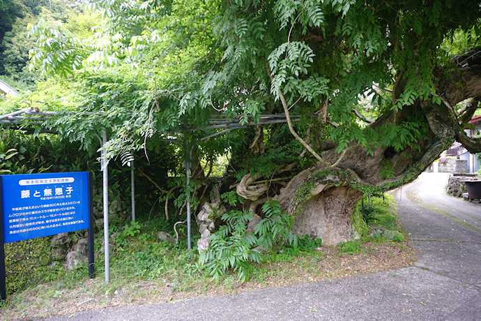 佐部のムクロジ