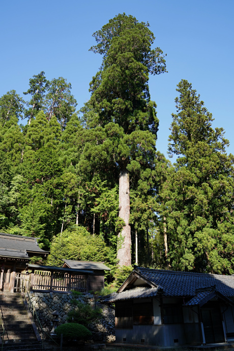 三大神社太郎杉