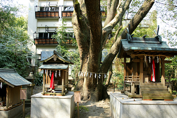 刺田比古神社のクスノキ