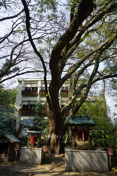 刺田比古神社のクスノキ