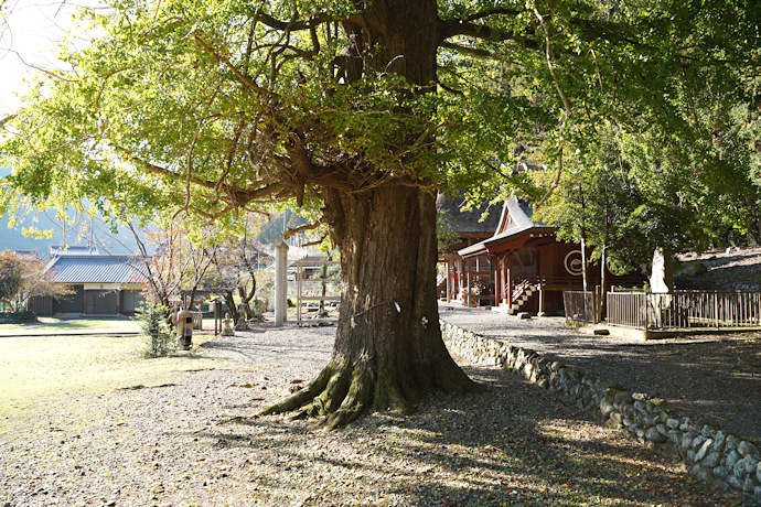 下阿田木神社の大イチョウ