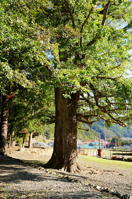 下阿田木神社の大イチョウ