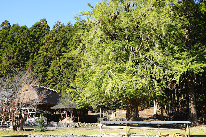 下阿田木神社の大イチョウ