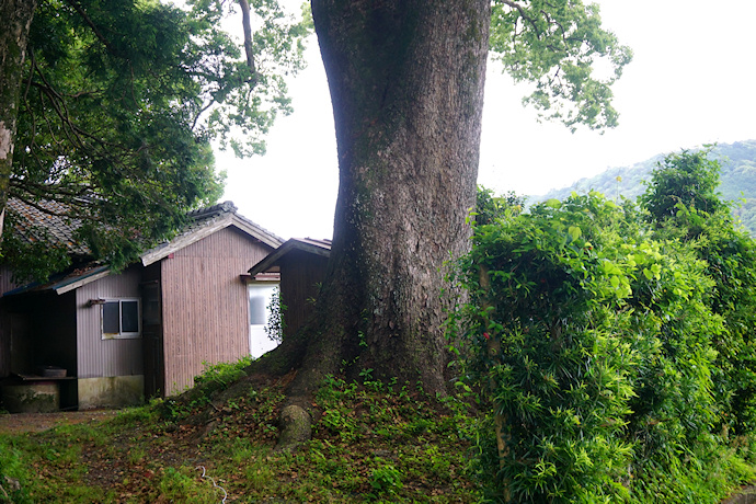 下里神社のクスノキ