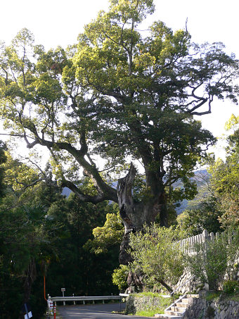 信太神社のクスの木