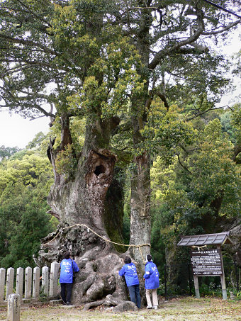 信太神社のクスの木