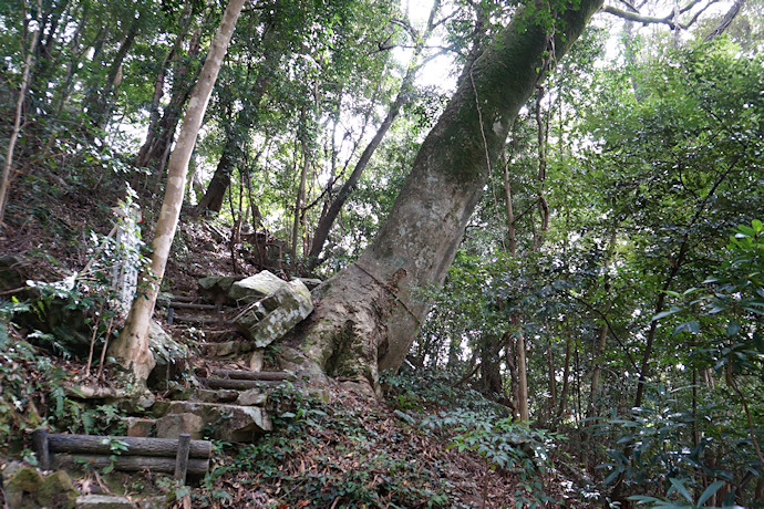 住吉神社のオガタマノキ