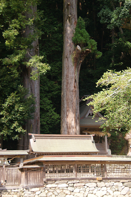 田熊野神社のスギ