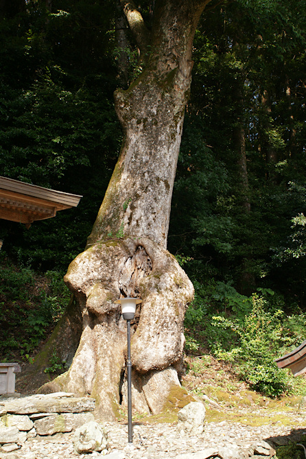 田熊野神社のクスノキ