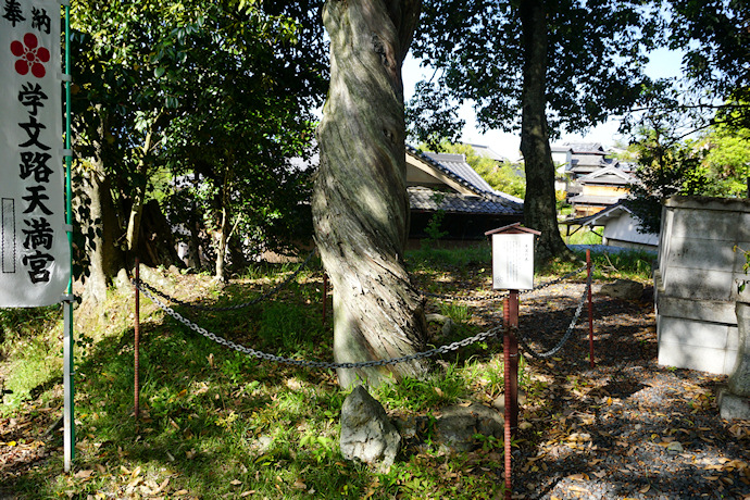 天満神社のネズ