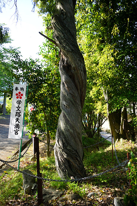 天満神社のネズ