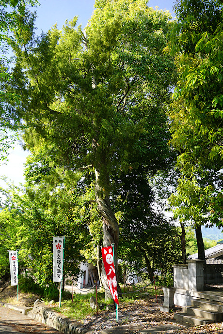 天満神社のネズ