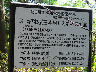 鞆淵八幡神社のスギ説明板