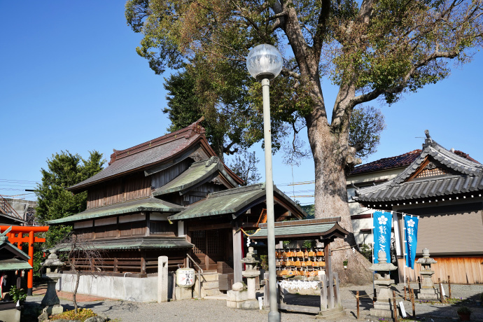 津秦天満宮のクスノキ