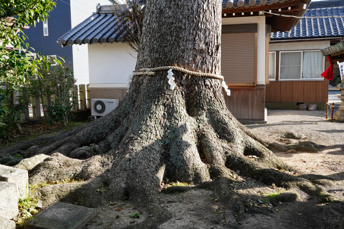 津秦天満宮のクスノキ