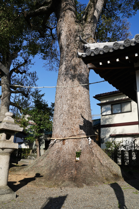 津秦天満宮のクスノキ