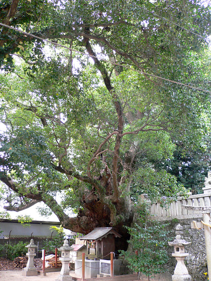 湯川神社の樟
