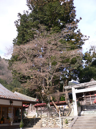 丹生狩場神社のスギ
